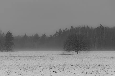 Oak tree against the background of a forest in a winter field Foto stock