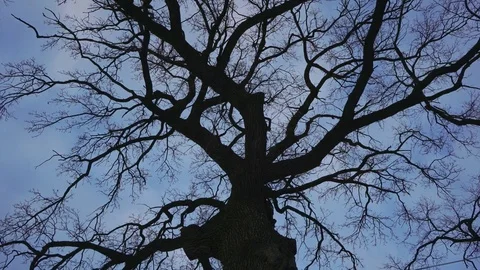 Oak Tree against a blue sky and clouds background - timelapse. Stock Footage 73527074