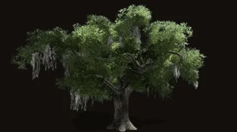 Oak tree with alpha Video stock 10775230