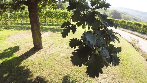 Oak tree among acorns branches and green leaves in summer Stock Footage 139581115