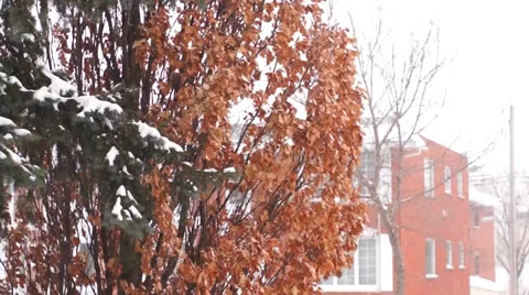 Oak tree and fir branches with snow on in a snowy and windy, winter day Stock Footage 34739853