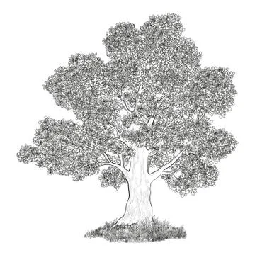 Oak tree and grass black contours Stock Illustration