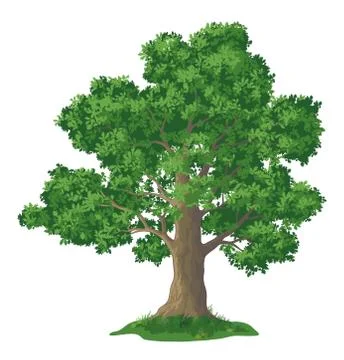 Oak tree and green grass Stock Illustration