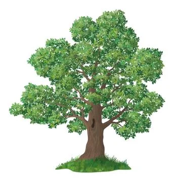 Oak tree and green grass Stock Illustration