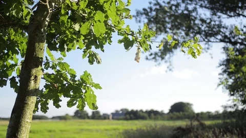 Oak tree and landscape Stock Footage 101986676