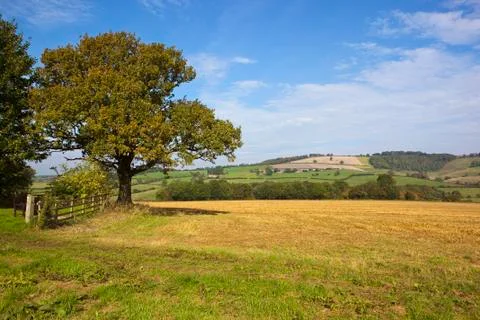 Oak tree and scenery Stock Photos