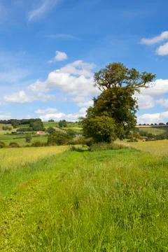 Oak tree and scenery Stock Photos