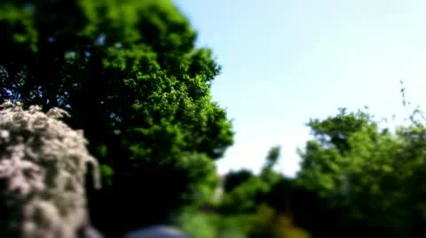 Oak tree and shrubs Stock Footage 10823772