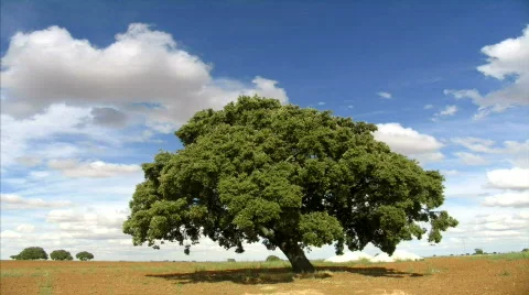 Oak tree and sky Stock-Footage 145763