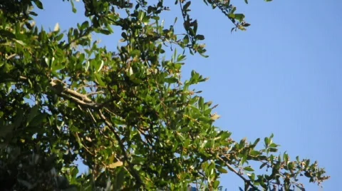 Oak tree and sky 動画素材 741116