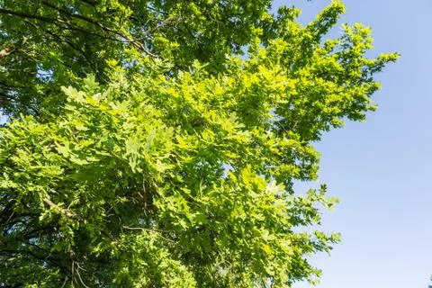 Oak tree and sky Stockfoto's
