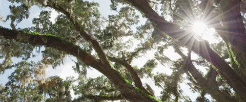 Oak Tree and Spanish Moss sun flare Stock Footage 311298696