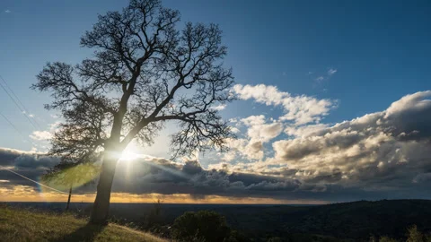Oak Tree and Telephone Lines with Clouds Timelapse Stock Footage 283095825