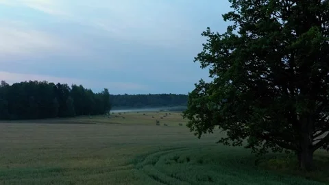 Oak Tree and Wheat Field Stock Footage 249698046