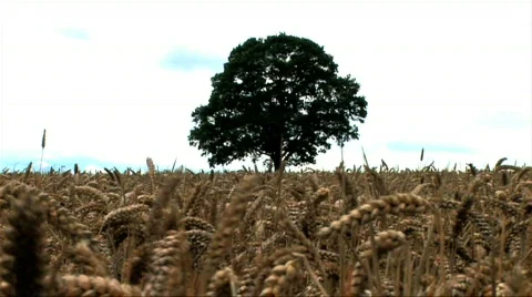 Oak tree and wheat Stock Footage 152830