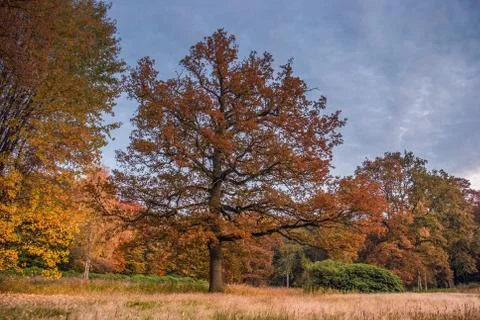 Oak tree in autumn evening light HDR 스톡 사진