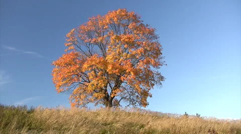 Oak tree in autumn 스톡 동영상 1509203