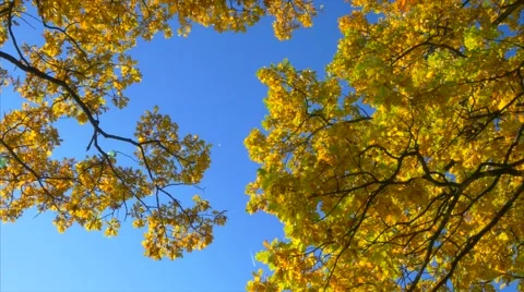 Oak Tree in Autumn Video stock 56520191