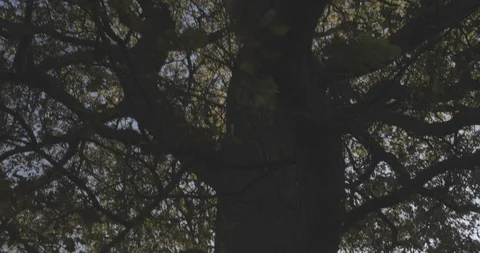 Oak Tree in Autumn Stock-Footage 101726506