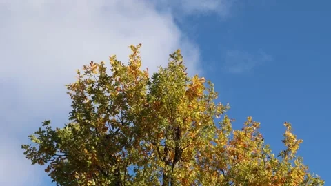 Oak tree autumn. Stock Footage 255966087