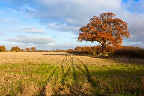 Oak tree in autumn Stock Photos
