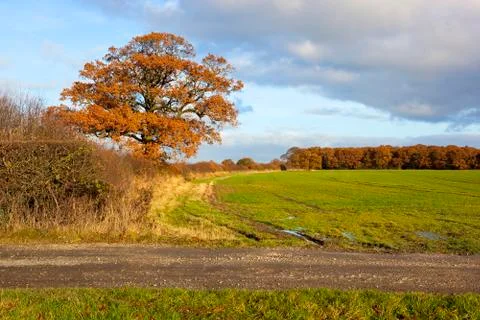 Oak tree in autumn Stock Photos