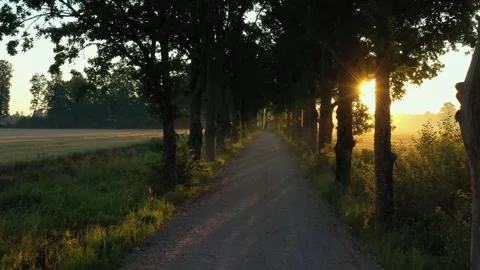 Oak Tree Avenue Stock Footage 248905545