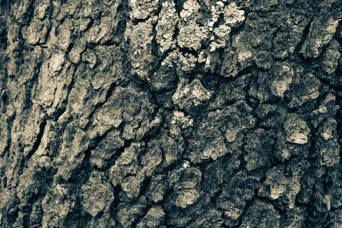 Oak tree bark background, close-up. Art trunk texture. Relief natural texture of Stock Photos