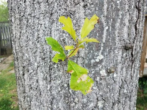 Oak tree bark with branch with small green leaves Stock Photos