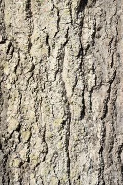 Oak tree bark close up for background Stock Photos