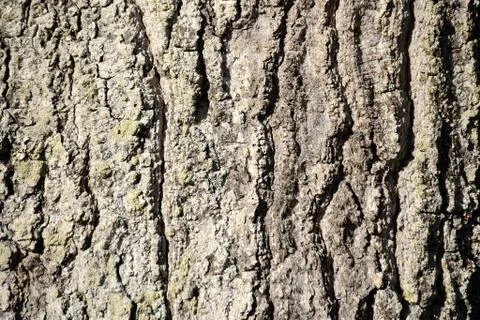 Oak tree bark close up for background Stock Photos