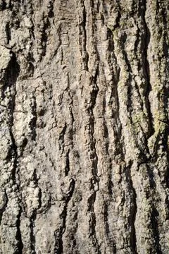 Oak tree bark close up for background Stock Photos
