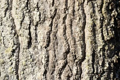 Oak tree bark close up for background Stock Photos