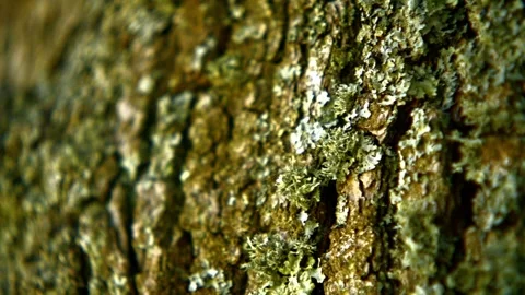 Oak Tree Bark Видео 300256542