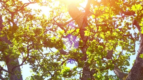 Oak Tree Bark Natural Orange Sunlight Lens Flare, Yellow Summer Landscape Light Stock Footage 84949819