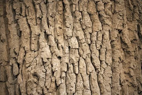 Oak tree bark organic texture Stock Photos