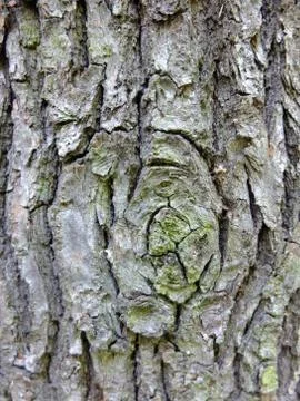 Oak tree bark. Stock Photos