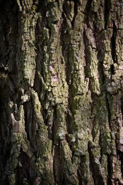 Oak Tree Bark Stock Photos