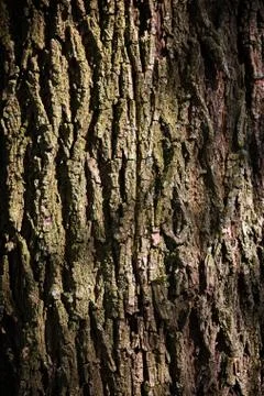 Oak Tree Bark Stock Photos