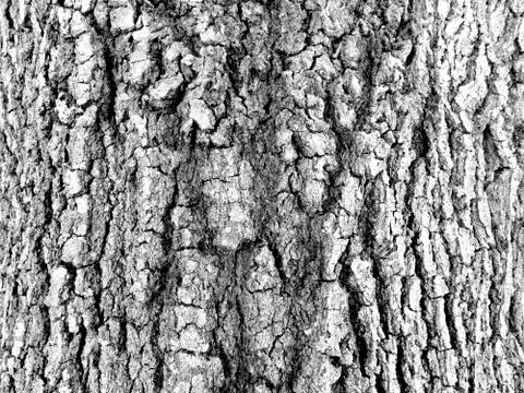 Oak Tree Bark Stock Photos
