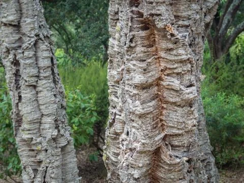 Oak tree bark Stock Photos