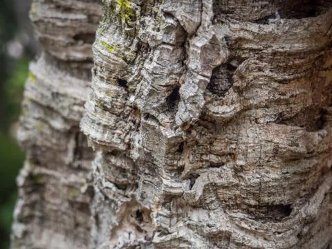 Oak tree bark Stock Photos