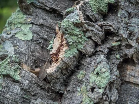 Oak tree bark Stock Photos