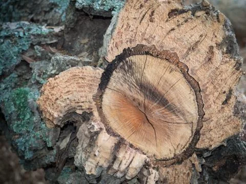 Oak tree bark Stock Photos