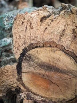 Oak tree bark Stock Photos