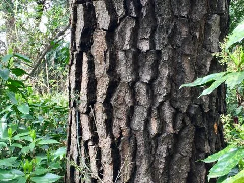 Oak Tree Bark Stock Photos