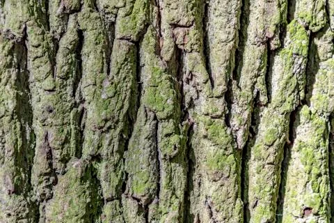 Oak tree bark Stock Photos