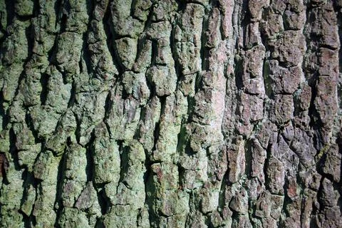 Oak tree bark Stock Photos