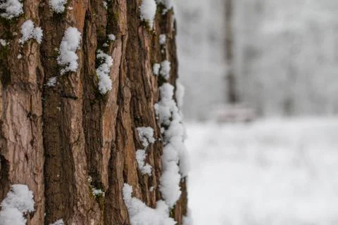 A oak tree bark segment with snow Stock Photos