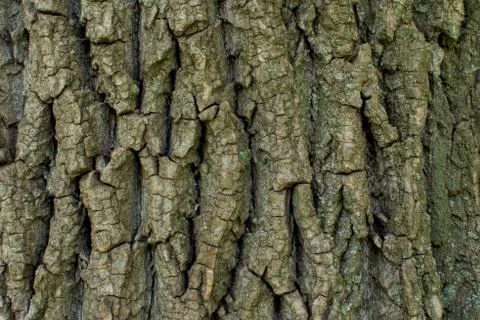 Oak tree bark texture for background Stock Photos